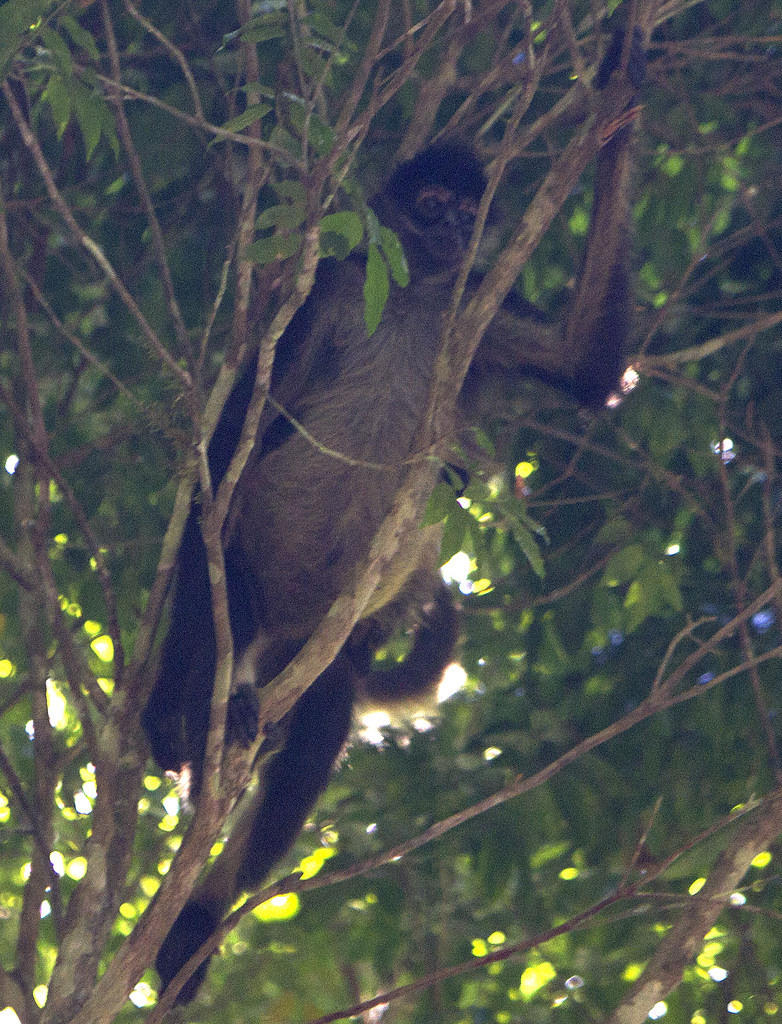 Howler monkey