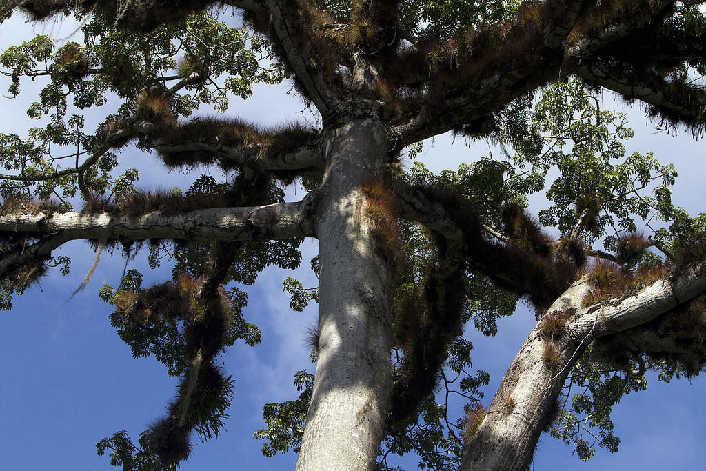 Ceiba tree