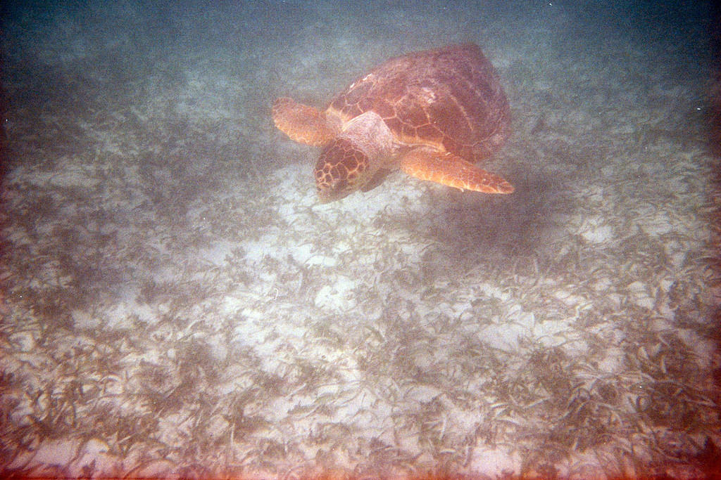 Another turtle