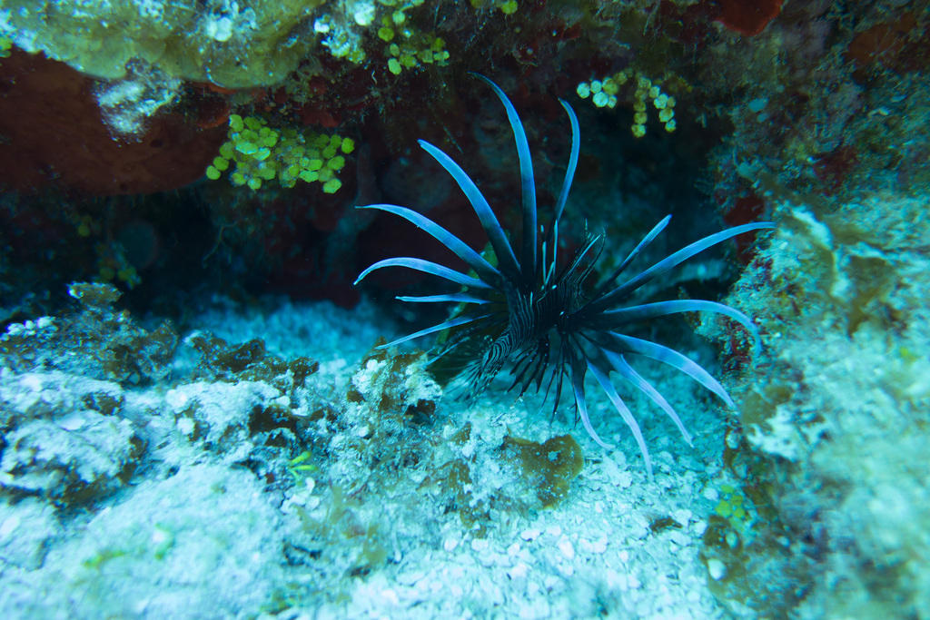 Lionfish