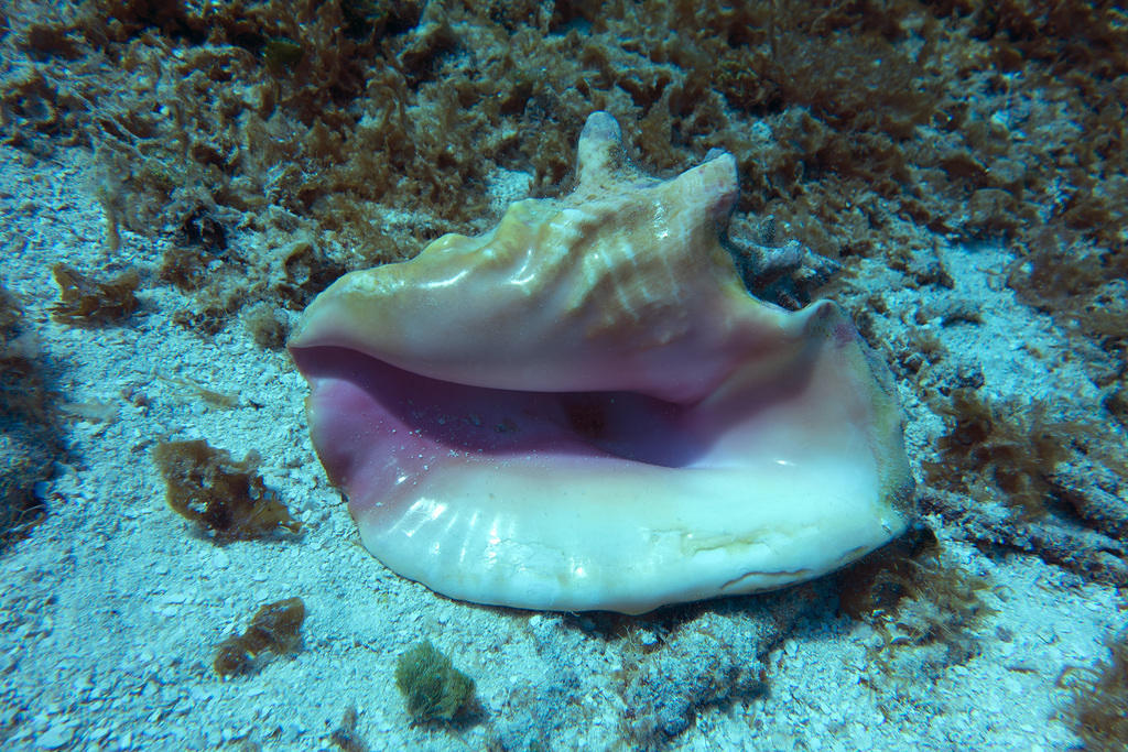 Conch