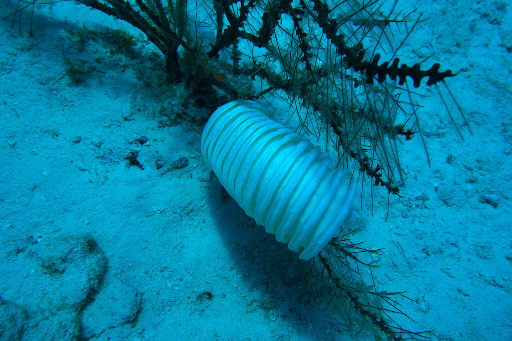 Conch eggs