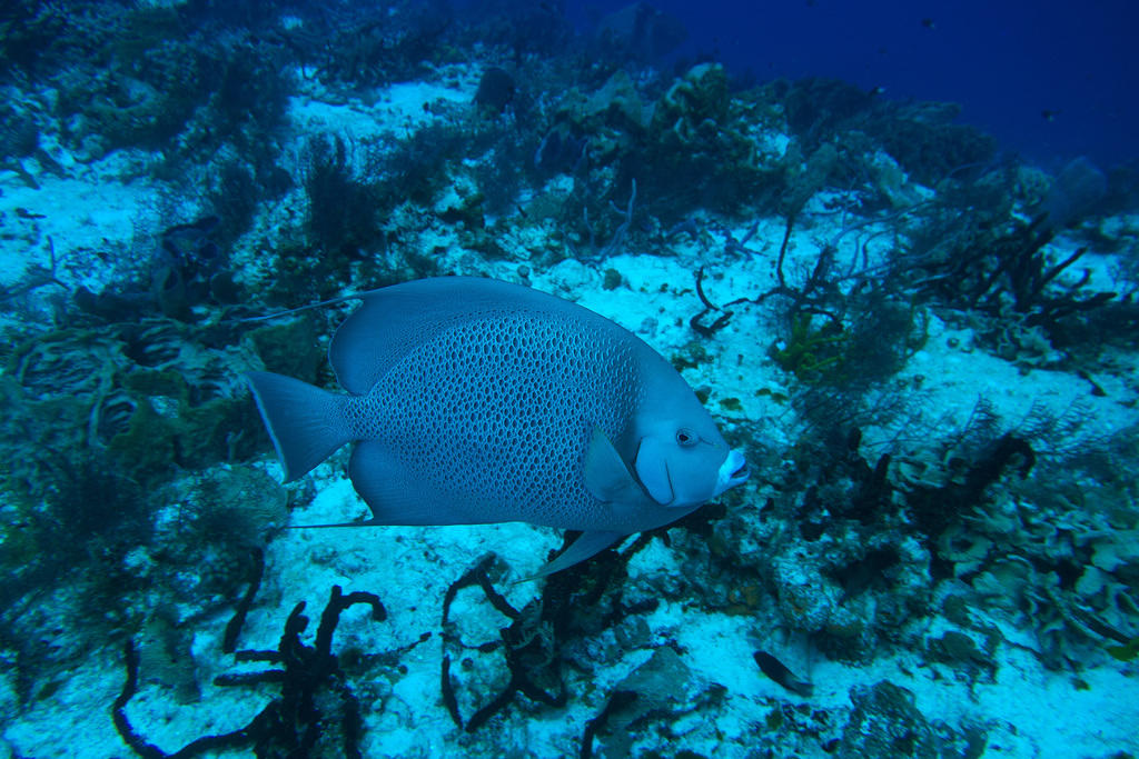 Grey angelfish 2