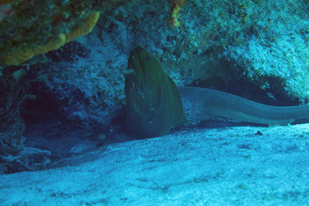 Moray eel