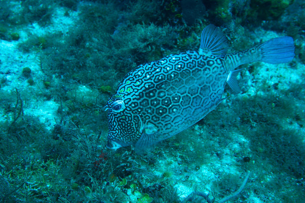 trunkfish