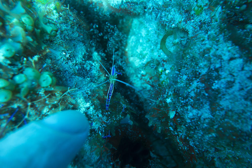 Spotted cleaner shrimp