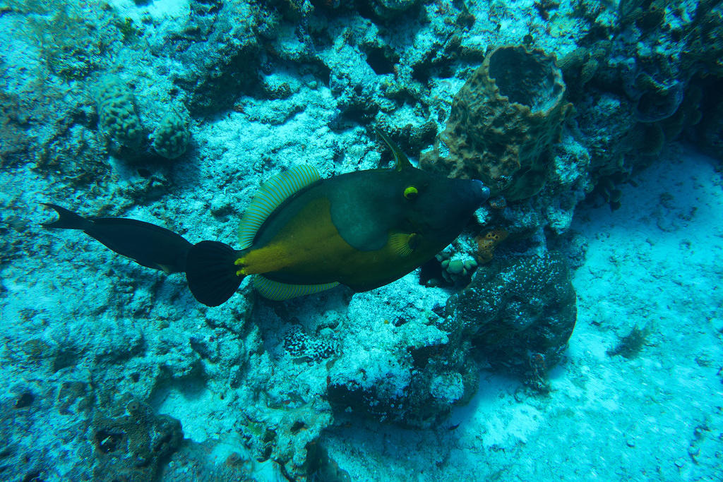 triggerfish