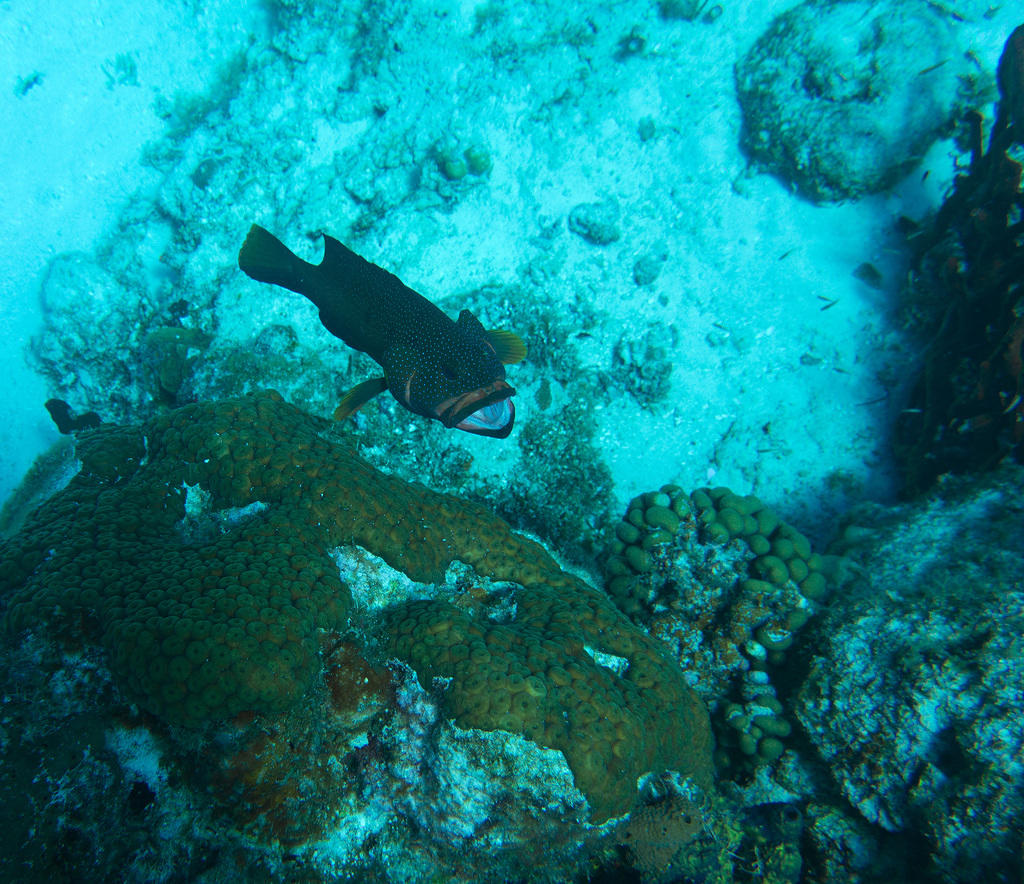 grouper cleaning