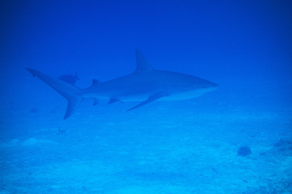 reef shark