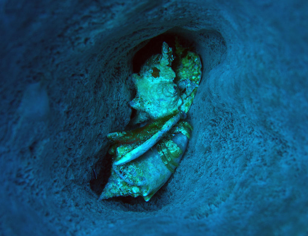 Hermit crabs in a sponge