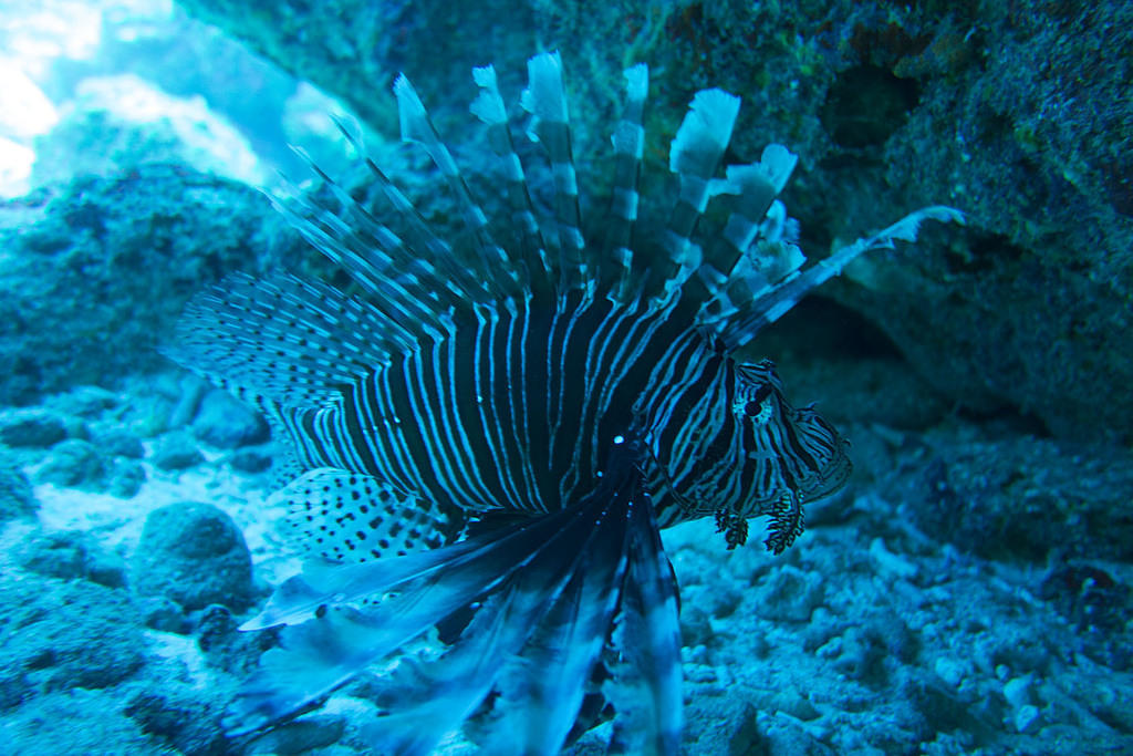More lionfish