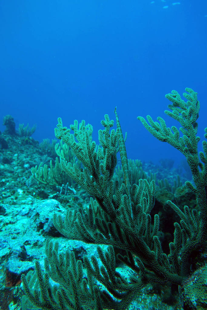 Trumpetfish