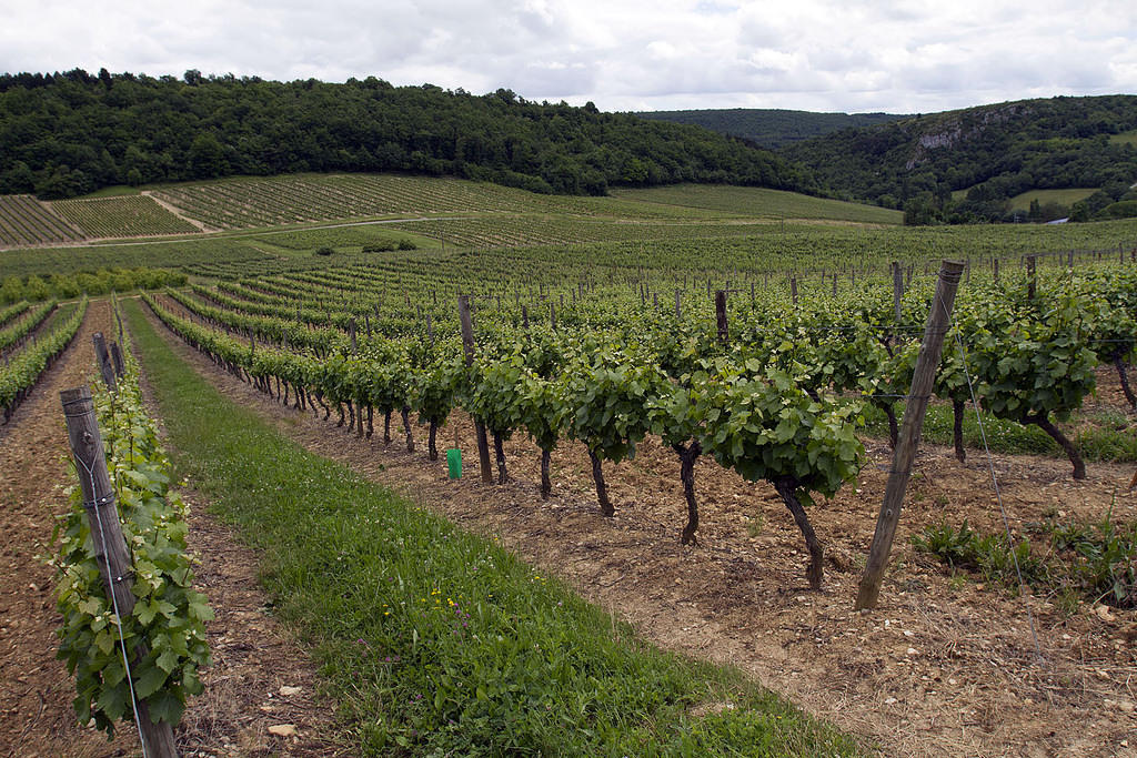 Vineyard picnic