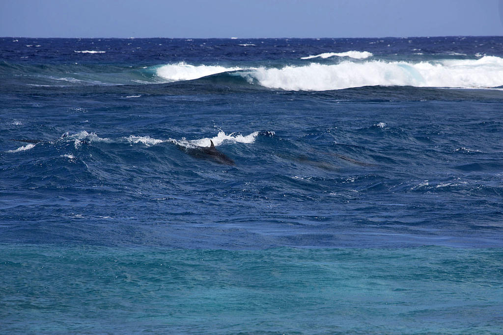 Dolphins surfing in the tide