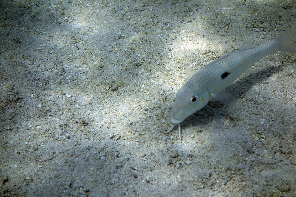 Goatfish