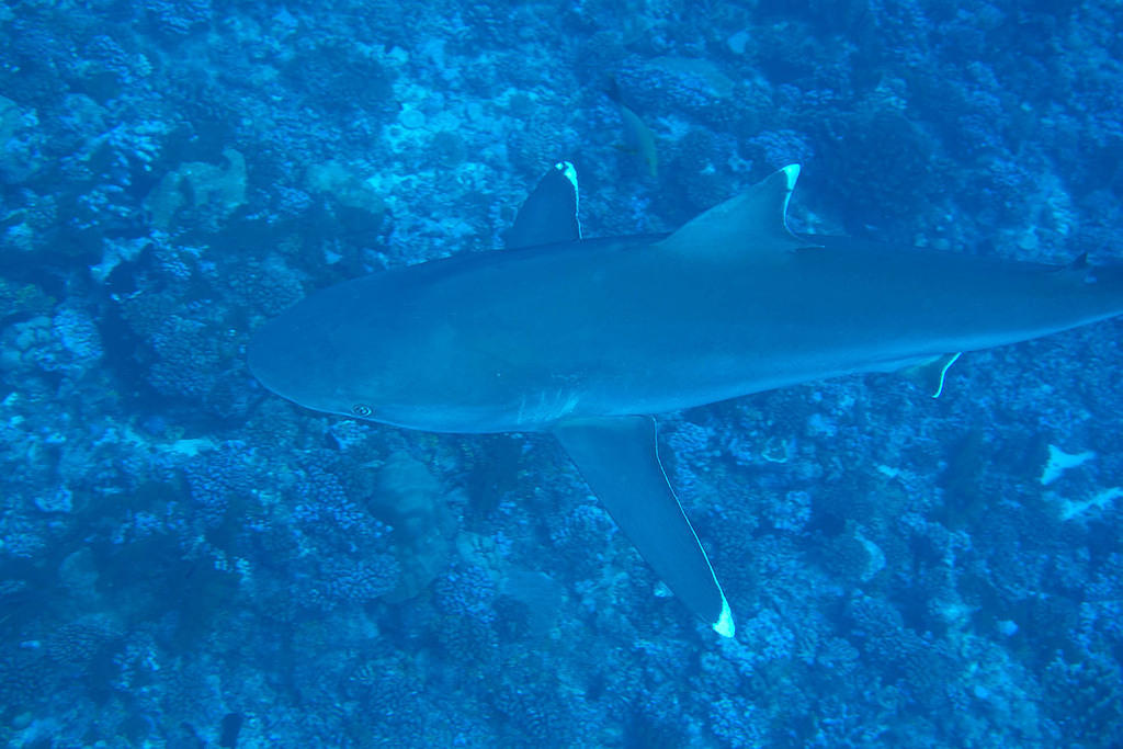 White tip reef shark