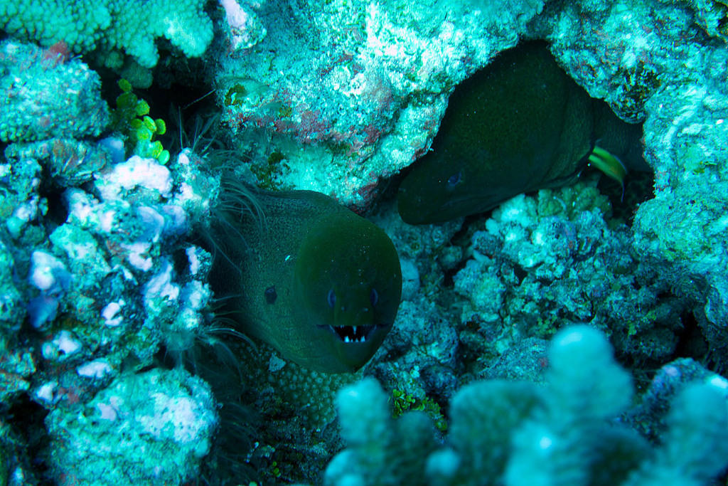 Moray eels