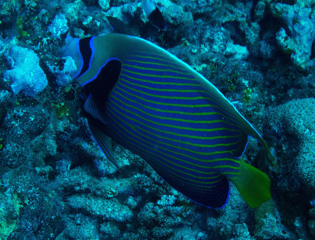 Emperor angelfish