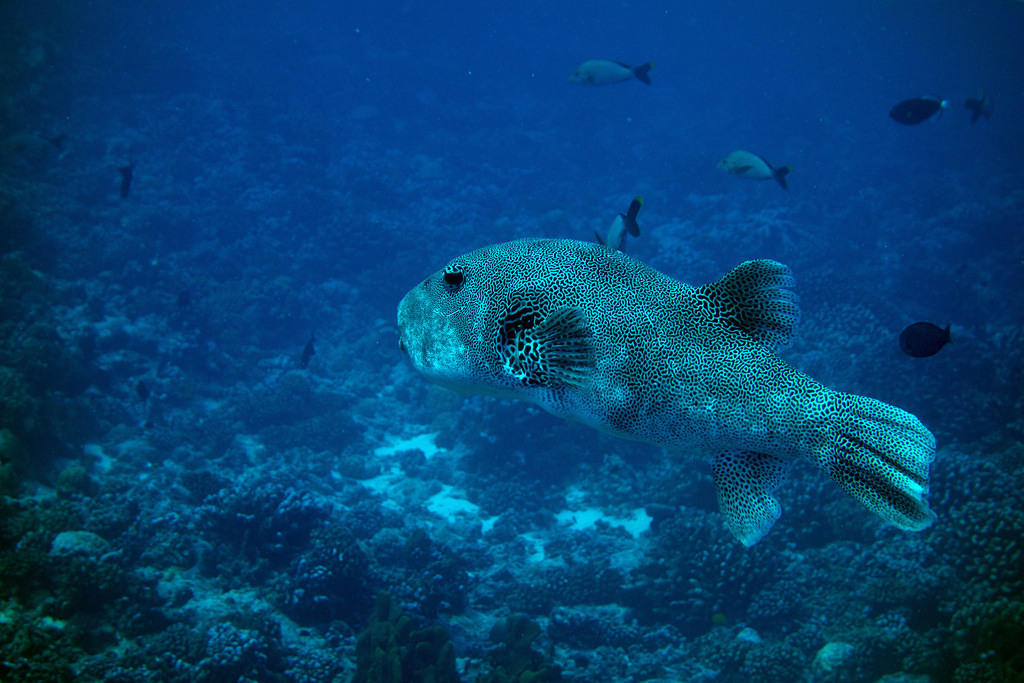 Pufferfish