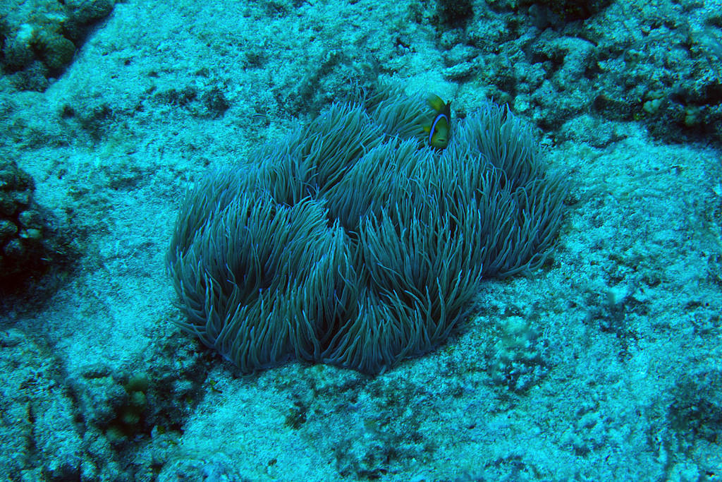 Anemone and clownfish