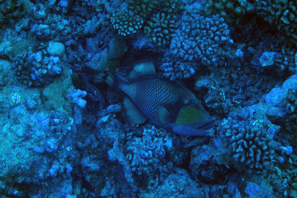 Titan triggerfish