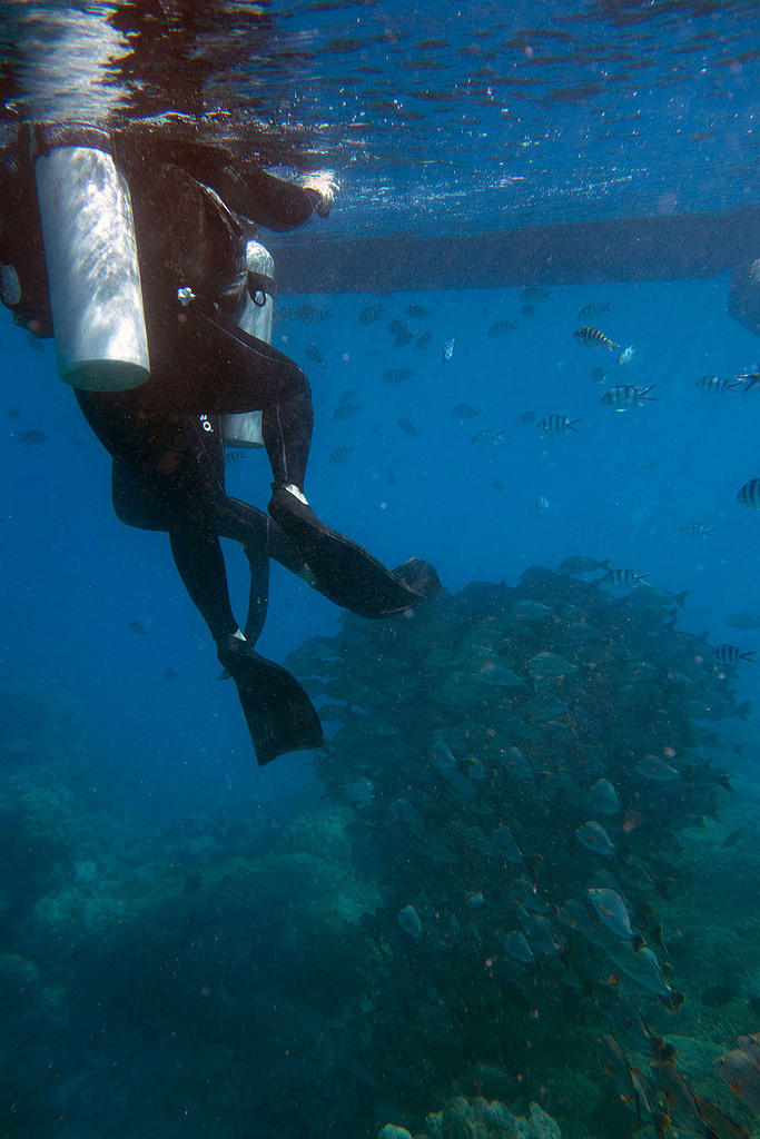 Snapper under the boat