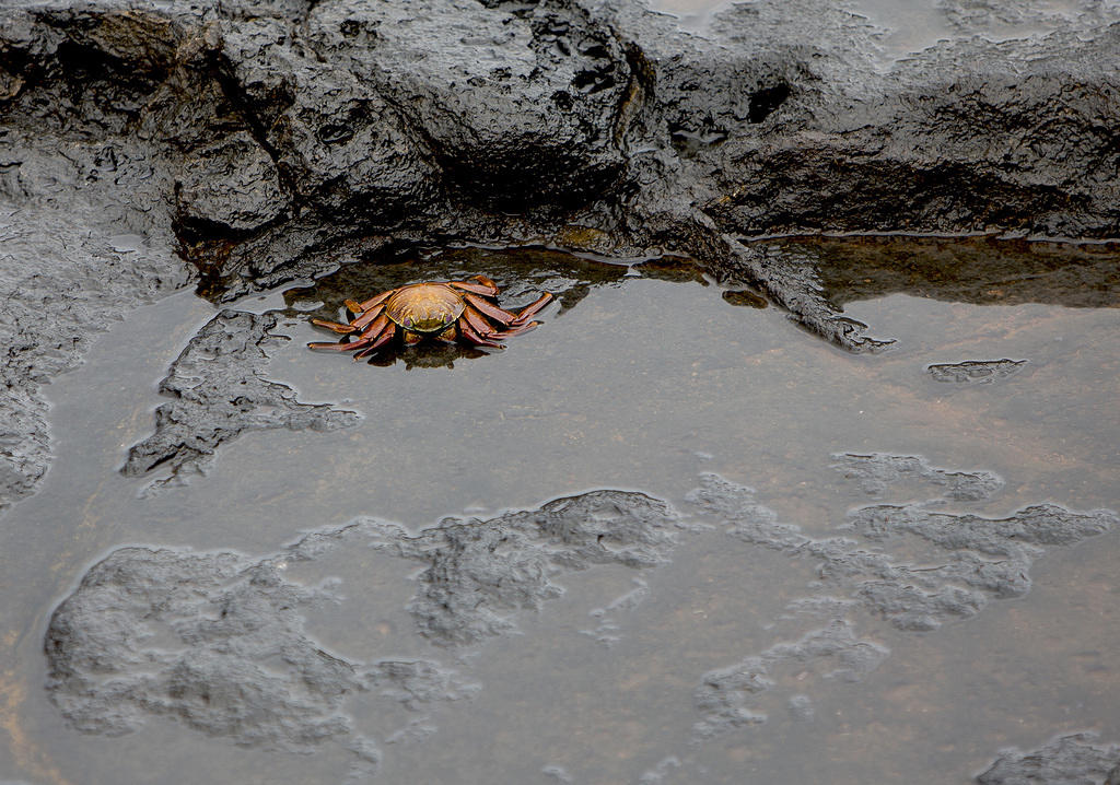 Sally lightfoot crab