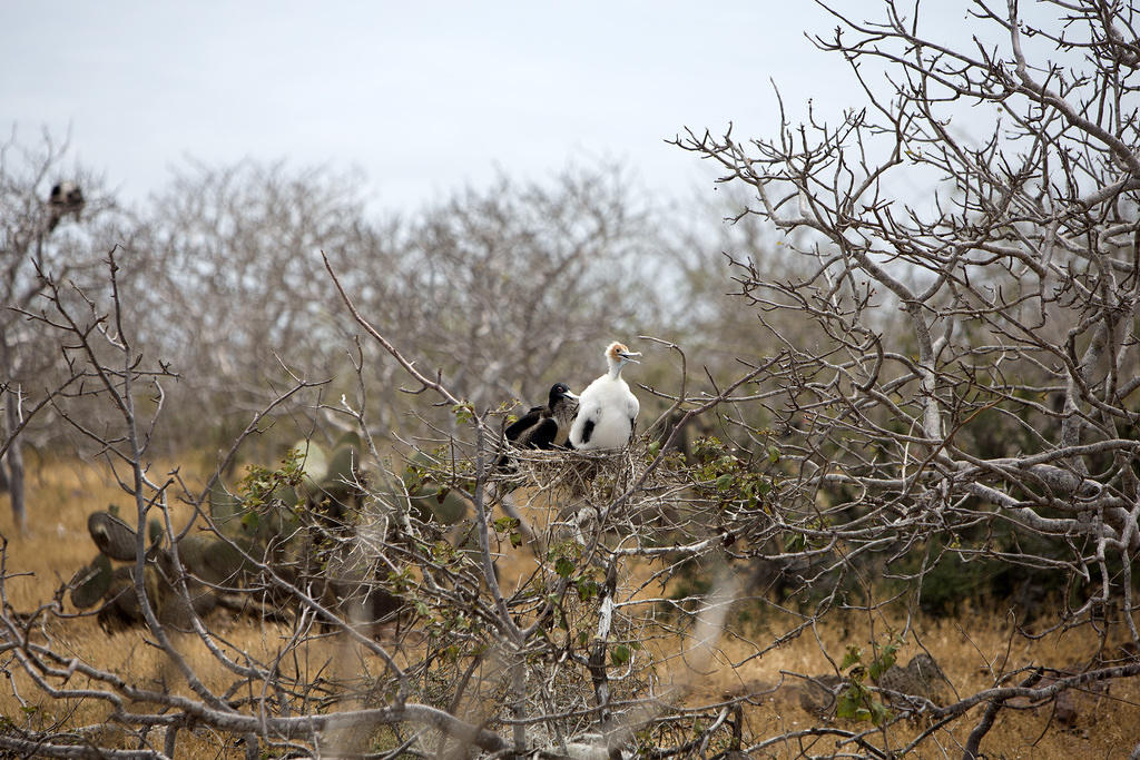 Juvenile Frigate Bird with Mom