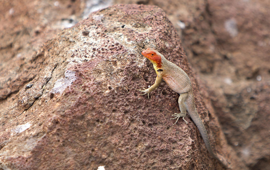 Galapagos Lava Lizard