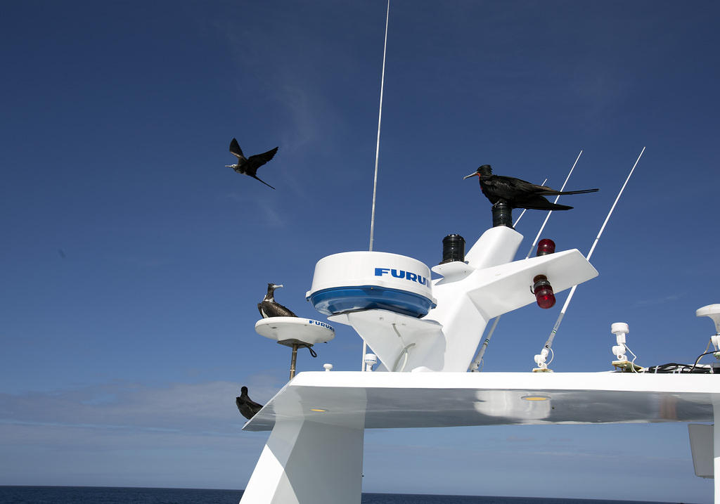 Frigate Birds Stopping for a Rest