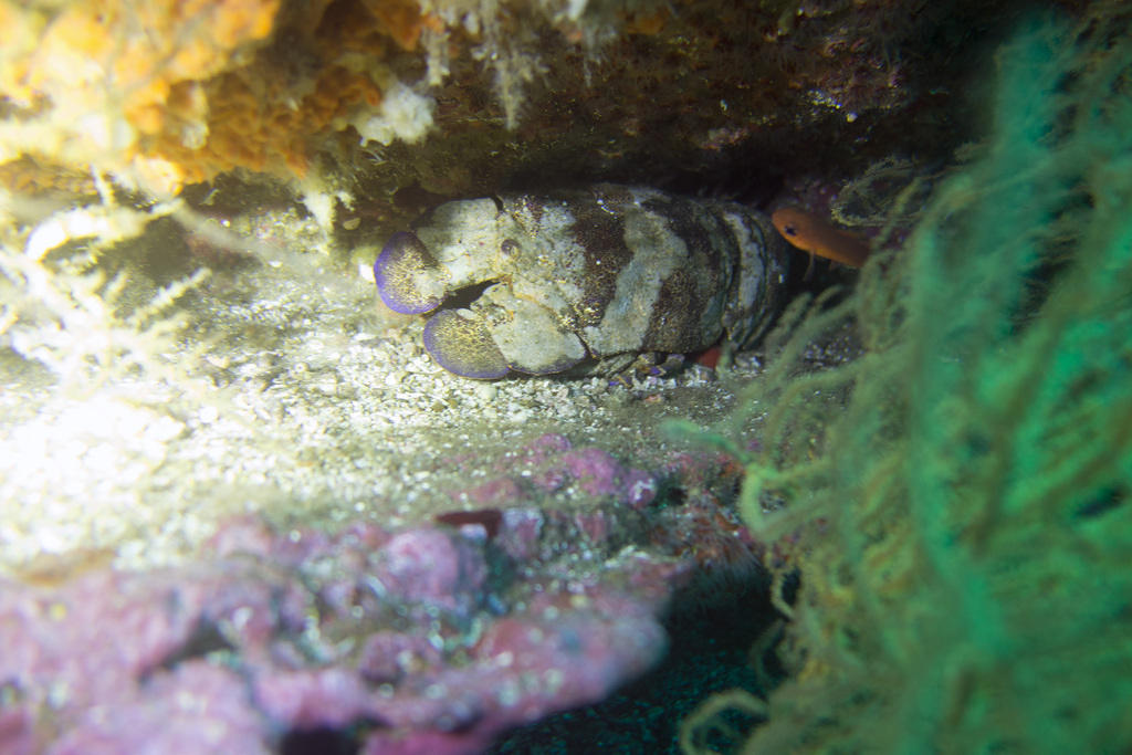 Galapagos Slipper Lobster