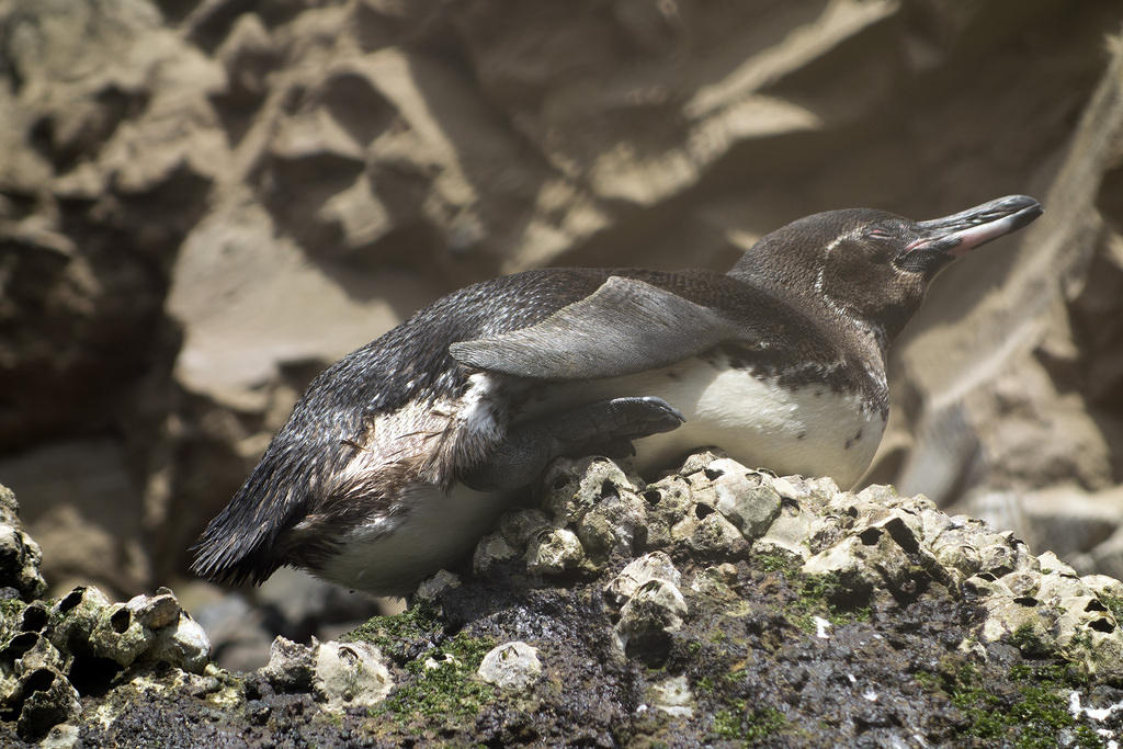 Penguin!