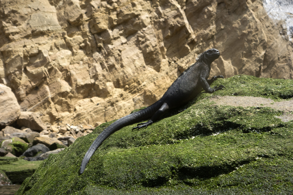 Iguana lounging