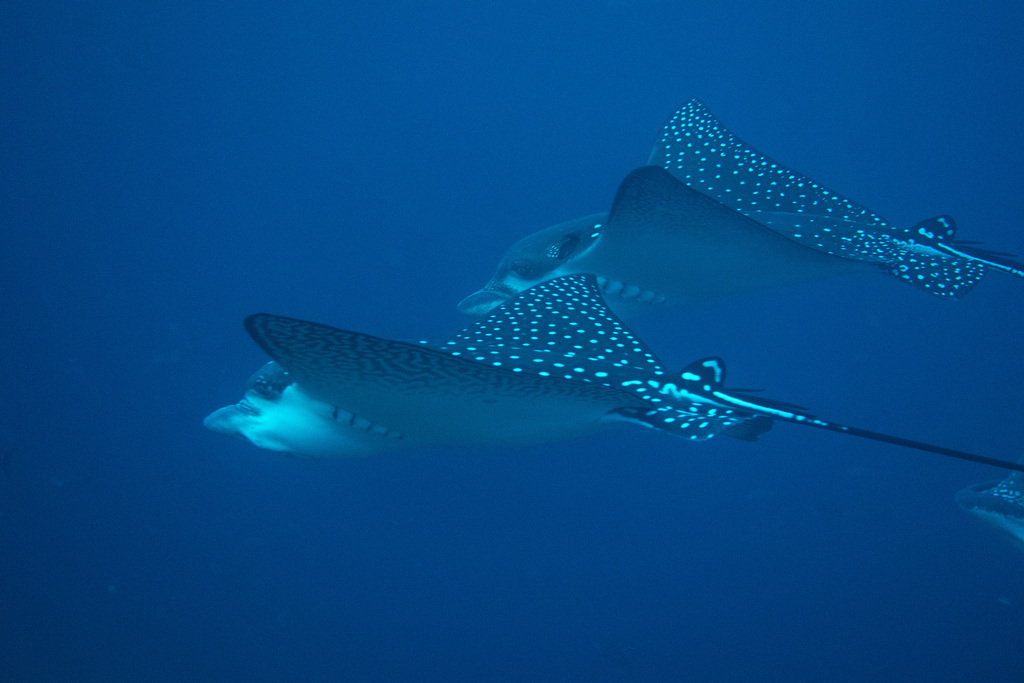 Spotted Eagle Rays