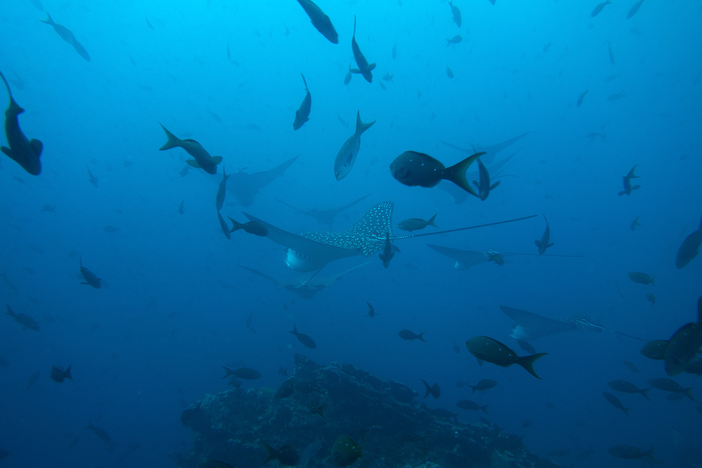 Spotted Eagle Rays