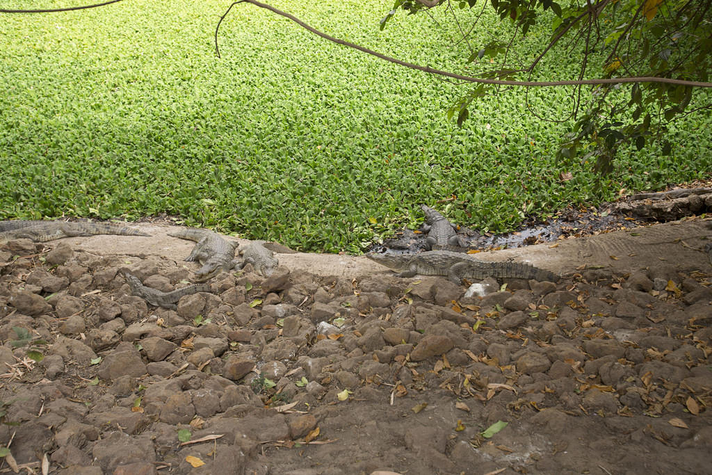 Kachikally Crocodile Pool