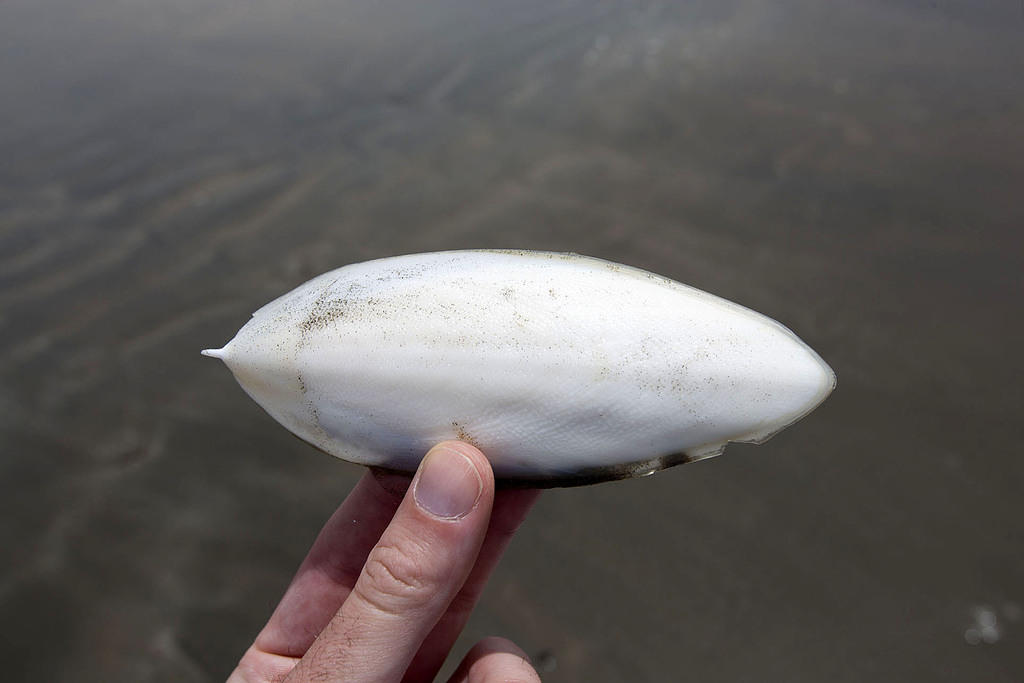 Cuttlefish bone