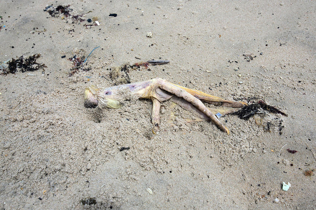 Pelican foot?