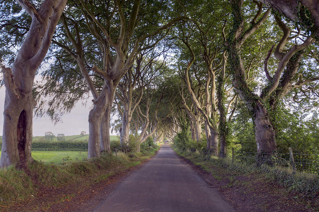 Dark hedges