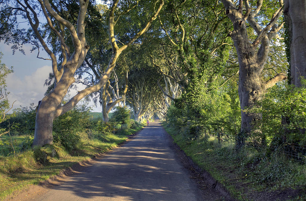 Dark hedges sunset