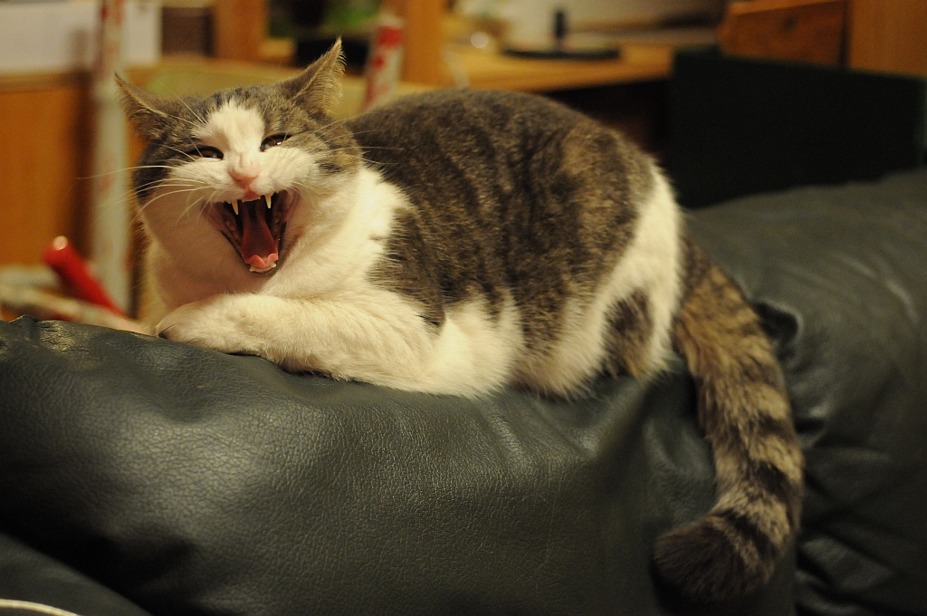 Venus yawning