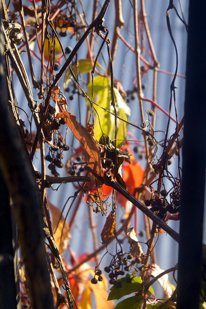 Grape vines outside our guest room in Bishkek