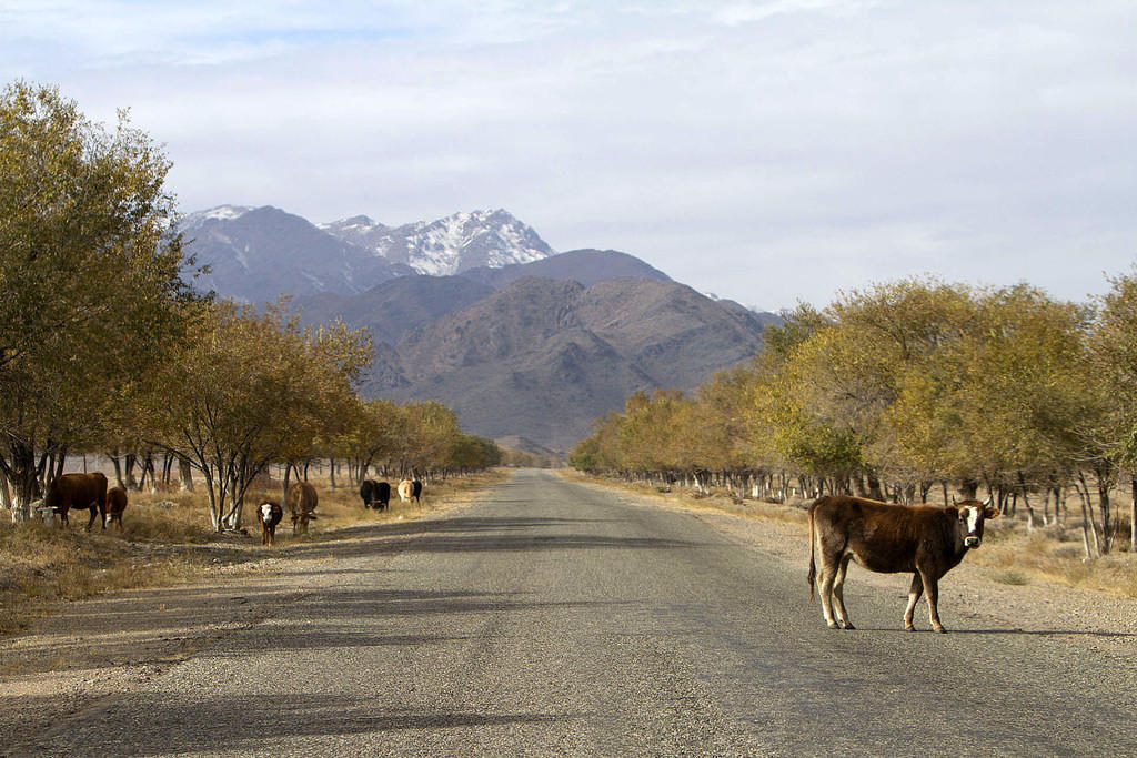 Why did the cow cross the road?