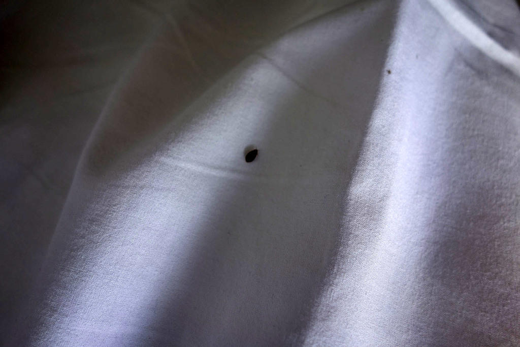 Bedbug!
