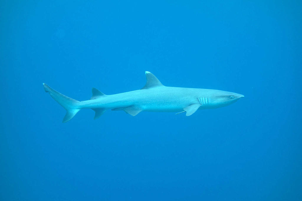 White tip reef shark