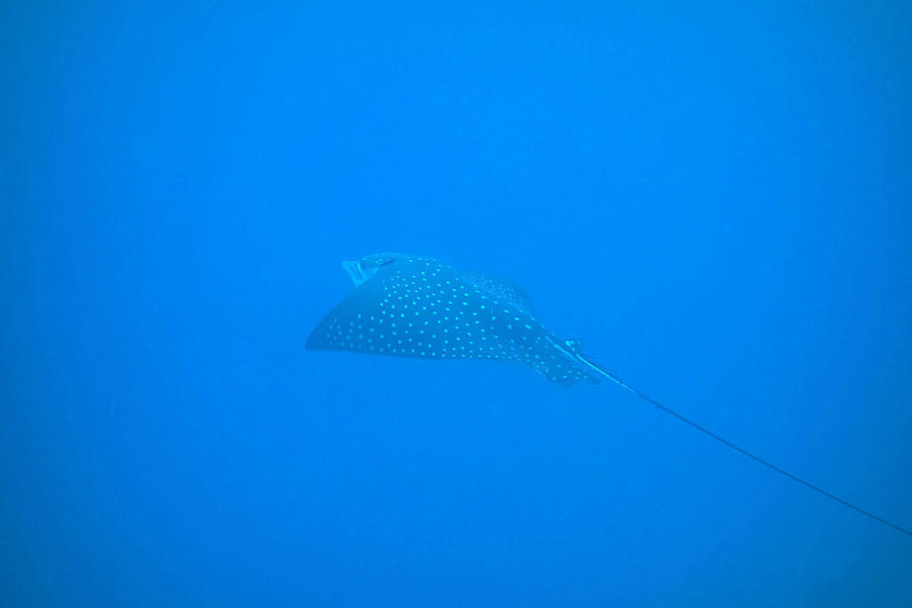 Spotted eagle ray