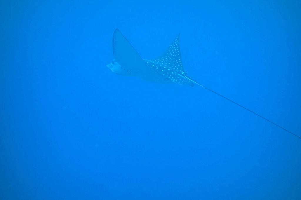 Spotted eagle ray
