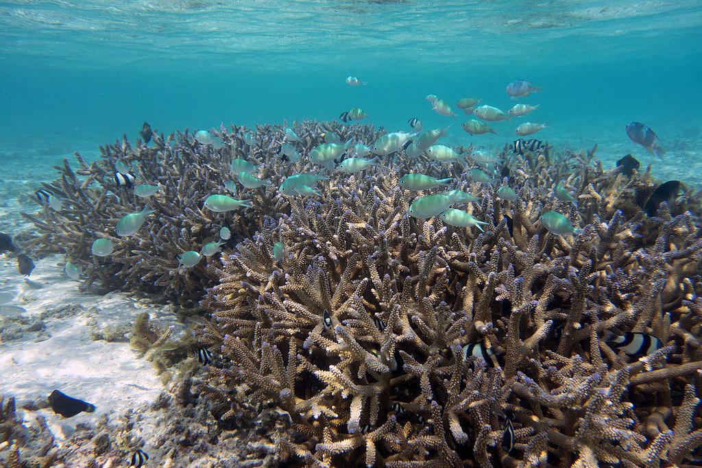 Green chromis