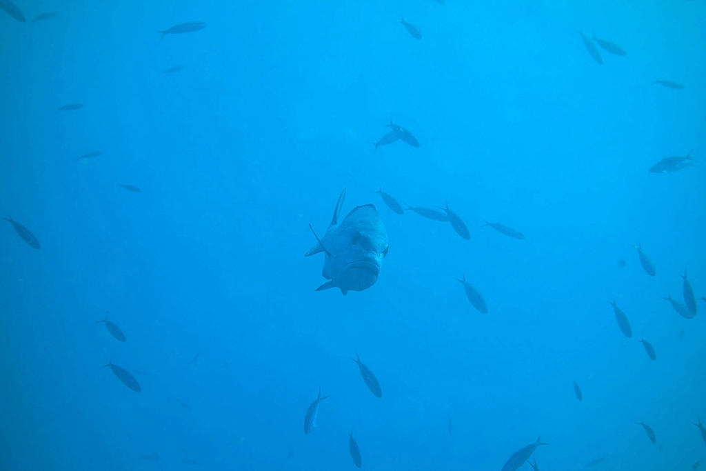 Snapper