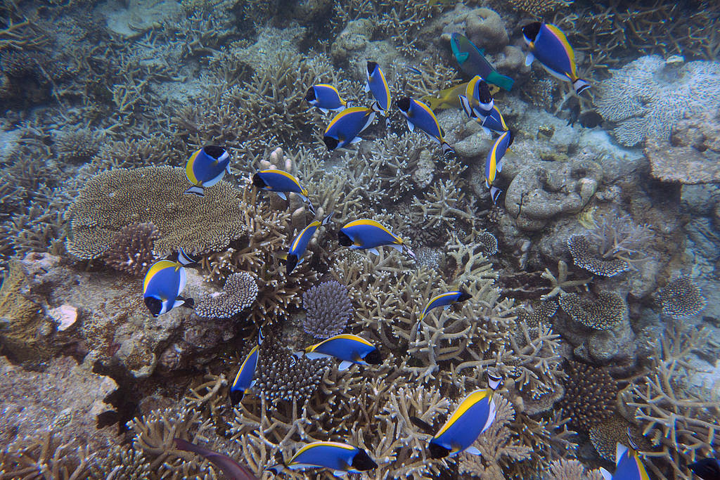 Blue Surgeonfish
